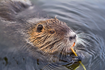 eurasian beaver