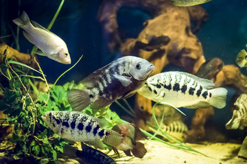 Colorful fish in aquarium