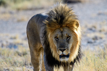 close up of the face of a male lion