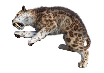 Obraz premium 3D Rendering Sabertooth Tuger on White