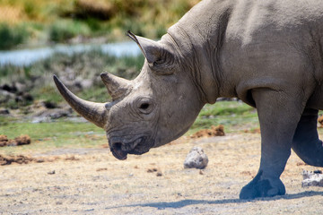 Obraz premium close up of the face of a Rhino