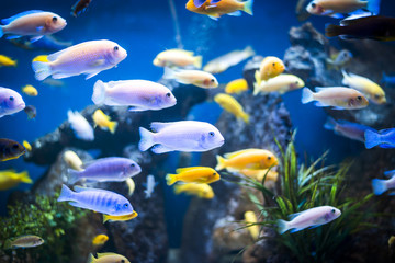 Naklejka na ściany i meble Colorful fish in aquarium