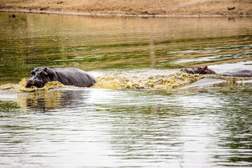 Fototapeta premium Hippos chasing each other at the waterhole