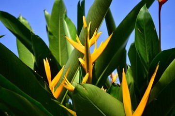 Gelbe Paradiesvogelblume.