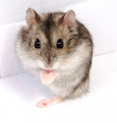 Djungarian hamster in sawdust on white background