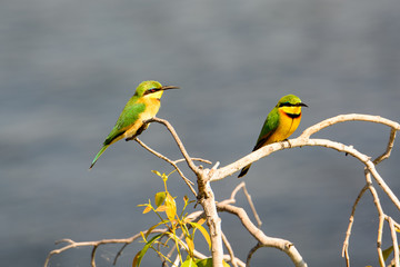two adorable little bee-eaters in a bush