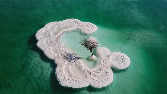 Aerial footage of a Bare tree on a salt deposit in the Dead Sea