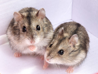 Djungarian hamster in sawdust on white background