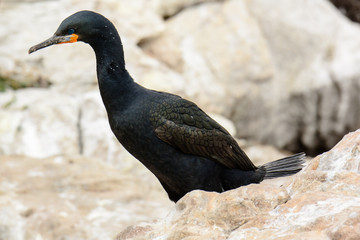 Cape cormorant close up