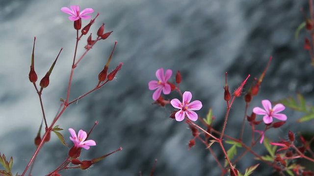 Flowers with a fast stream in the background.