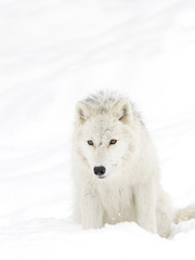 Fototapeta premium Arctic wolf (Canis lupus arctos) isolated on a white background standing in the winter snow in Canada