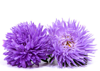 Colorful aster flowers isolated on white background