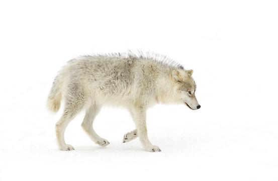 A lone Arctic wolf (Canis lupus arctos) isolated on a white background walking in the winter snow in Canada