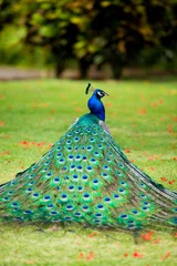 Acrylic prints Peacock Portrait of a peacock with a loose tail.