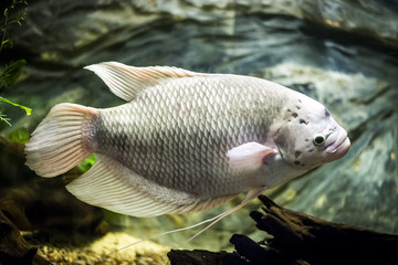 Giant gourami fish in aquarium