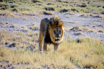 Male lion looking closely