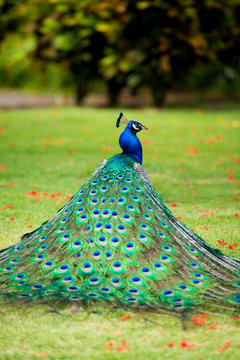 Fototapeta Portrait of a peacock with a loose tail.