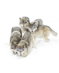 Timber wolves or Grey Wolf (Canis lupus) isolated on a white background playing in the winter snow