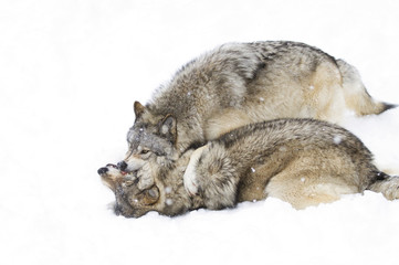 Timber wolves or Grey wolves (Canis lupus) isolated on a white background playing in the winter snow