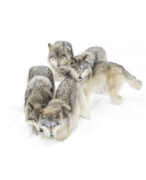 Fototapeta Timber wolves or Grey Wolf (Canis lupus) isolated on a white background playing in the winter snow