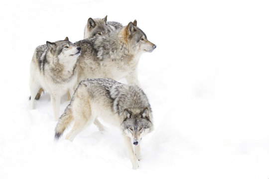 Fototapeta Timber wolves or Grey Wolf (Canis lupus) isolated on a white background playing in the winter snow