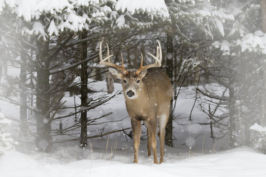 Fototapeta White-tailed deer buck coming out of the forest in the winter snow 