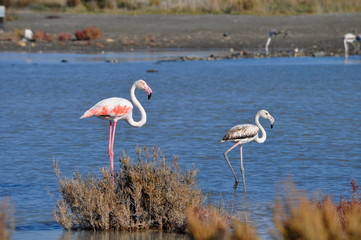 Flamingo in Lady's Mile Limassol