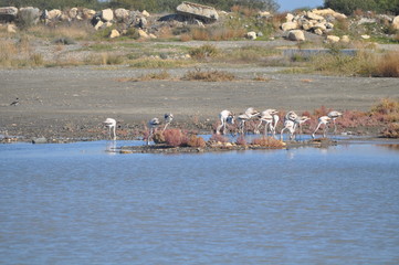 Flamingo in Lady's Mile Limassol