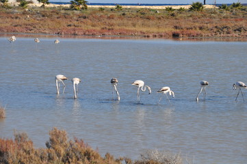 Flamingo in Lady's Mile Limassol
