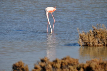 Flamingo in Lady's Mile Limassol