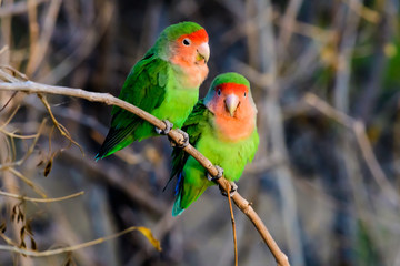 two loving rosy faced lovebirds