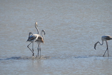 Flamingo in Lady's Mile Limassol