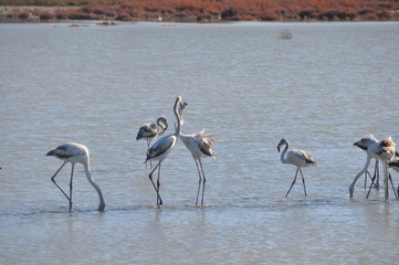 Flamingo in Lady's Mile Limassol