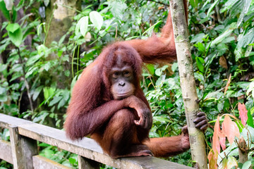 intelligent face of an orangutan