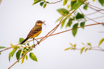 Western Yellow Wagtail or Motacilla flava on tree