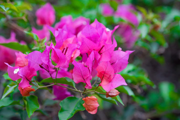 Pink bougainvillea flower