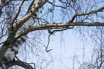 Birch tree at spring