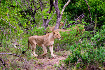 hunting lionesses
