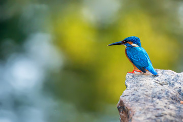 Kingfisher or Alcedo atthis taprobana