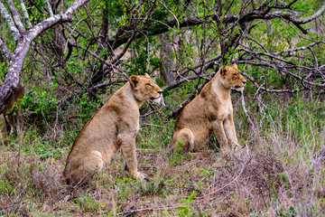 Two alert lionesses watching patiently potential prey