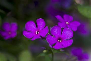 Fototapeta na wymiar Purple garden phlox's flowers on the smooth garden background