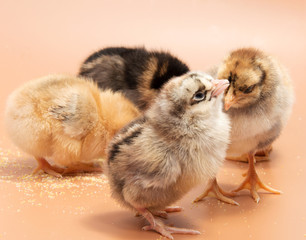 Little yellow chicken isolated on a  background