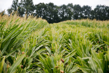Corn field in the picturesque hills