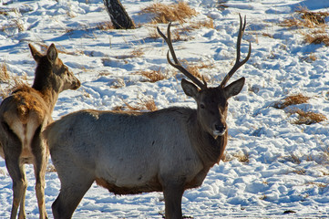 Naklejka na ściany i meble Deer. Deer are the ruminant mammals forming the family Cervidae.