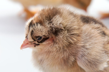 Little yellow chicken isolated on a  background