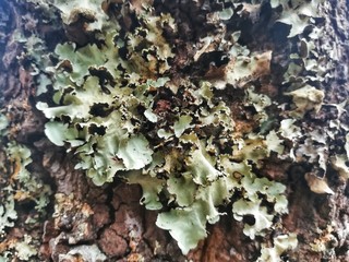 Close up picture of lichen on death tree trunk.