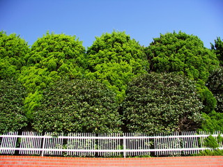 フェンスと生垣と冬空