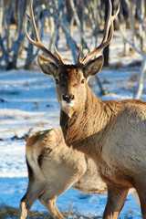  Deer. Deer are the ruminant mammals forming the family Cervidae.