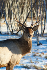  Deer. Deer are the ruminant mammals forming the family Cervidae.