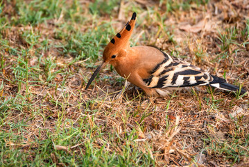 Common hoopoe or Upupa epops in India